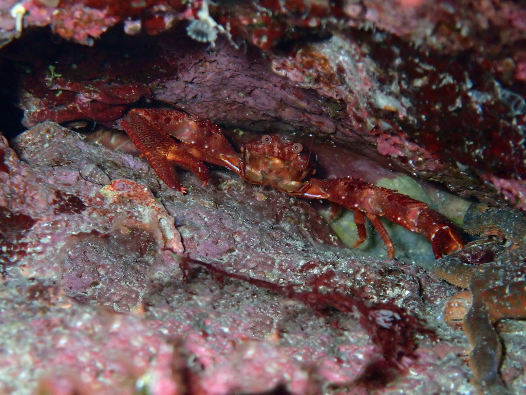 Black Squat Lobster