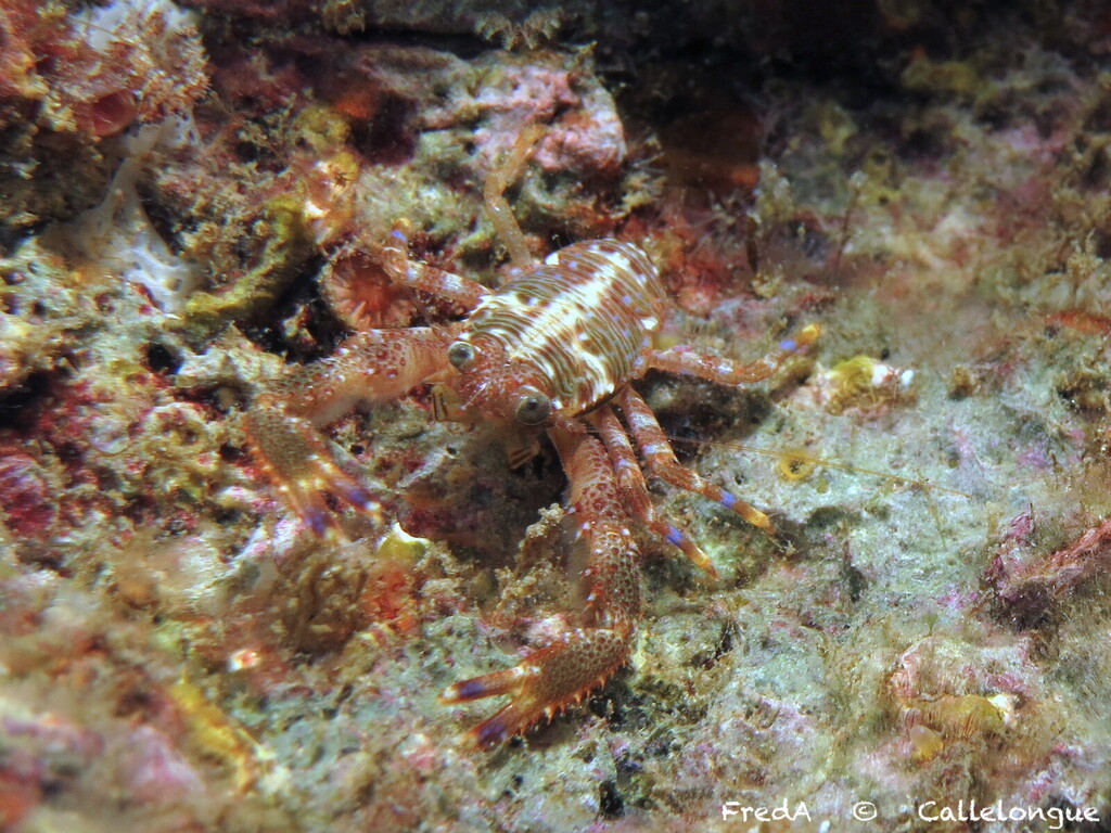Black Squat Lobster
