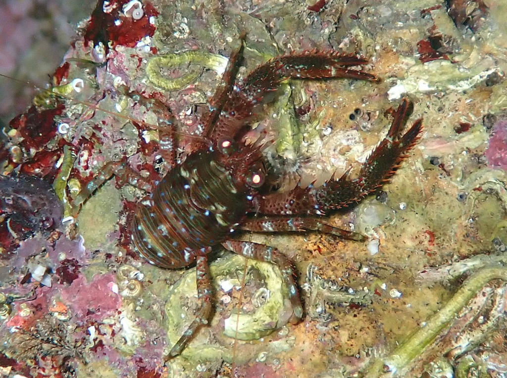 Black Squat Lobster