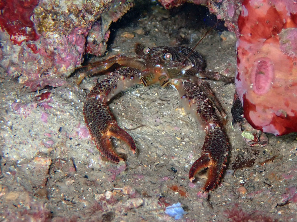 Black Squat Lobster