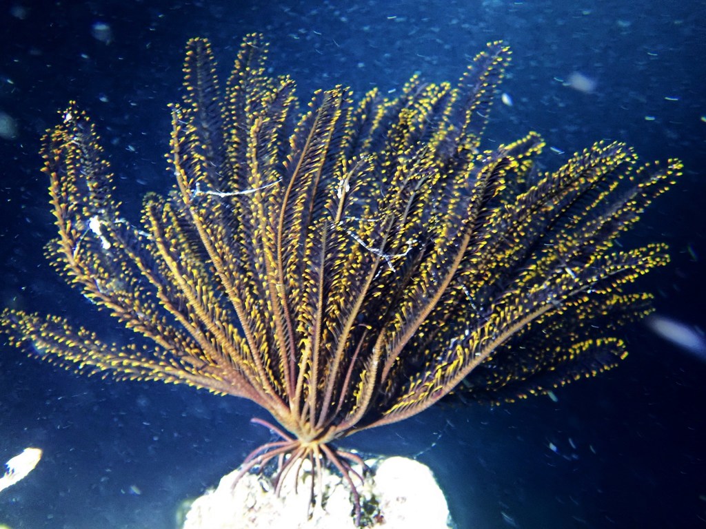 Bennett's Bushy Feather Star