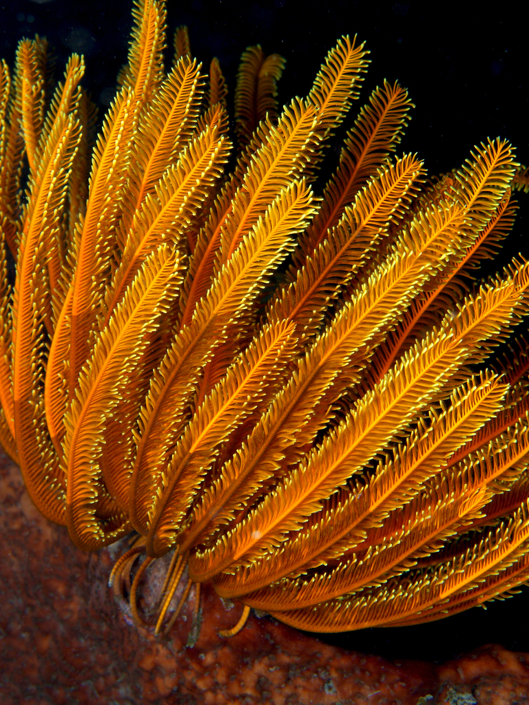 Bennett's Bushy Feather Star