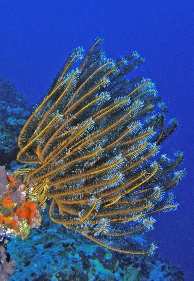 Bennett's Bushy Feather Star