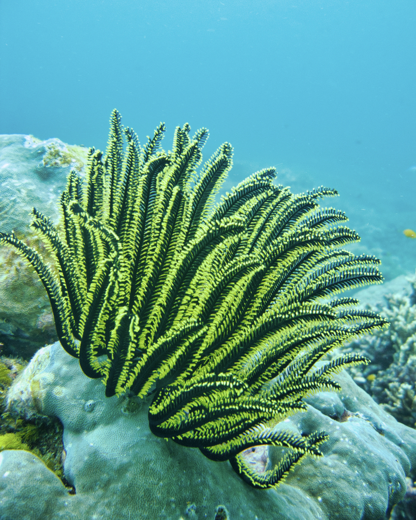 Bennett's Bushy Feather Star