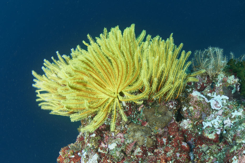 Bennett's Bushy Feather Star