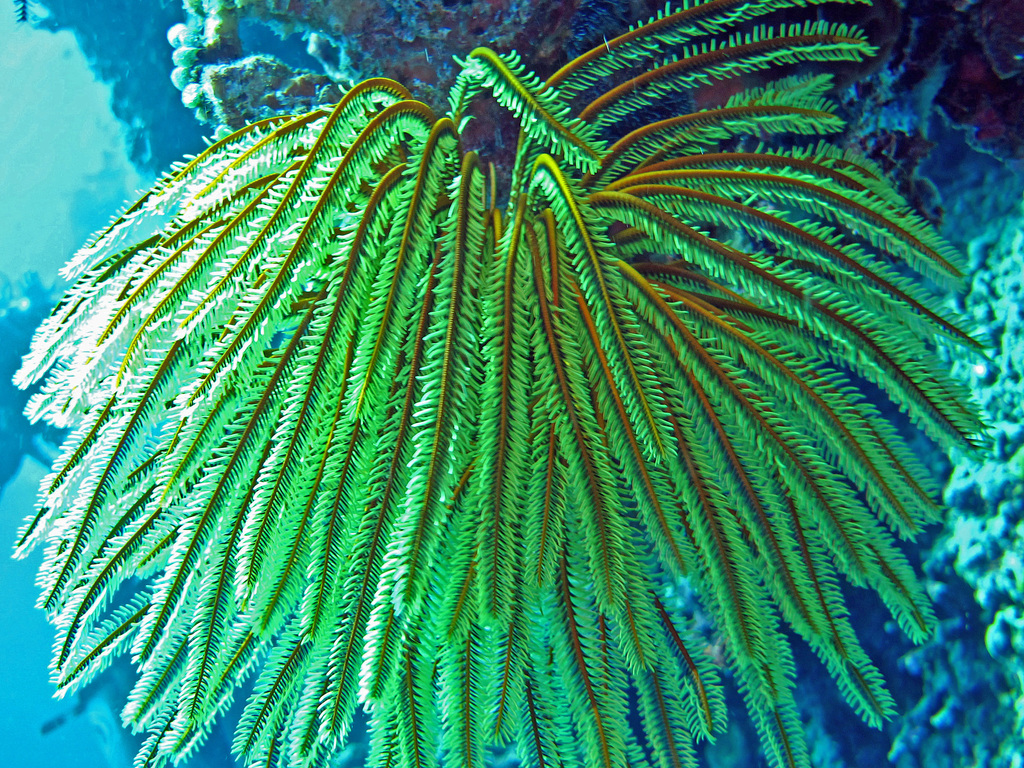 Bennett's Bushy Feather Star