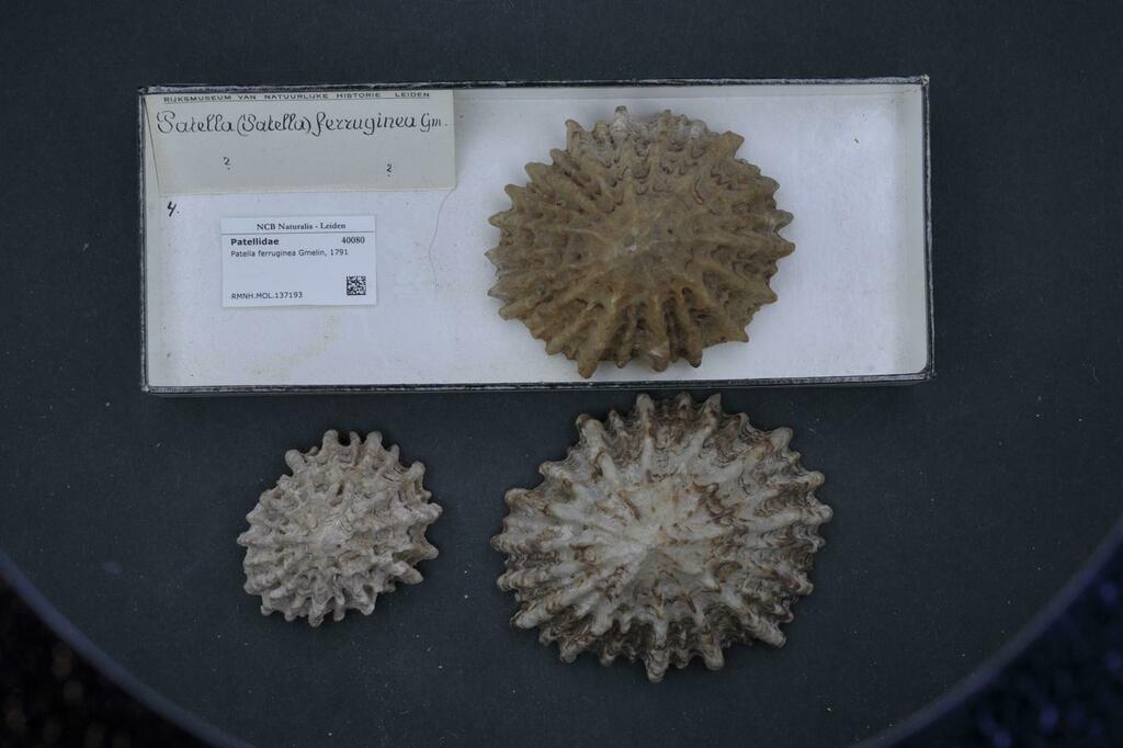 Patelle ferrugineuse