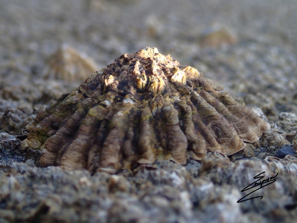 Patelle ferrugineuse