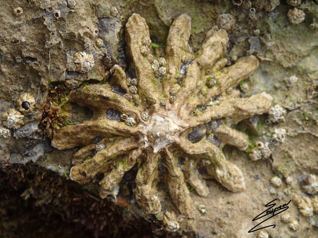 Patelle ferrugineuse