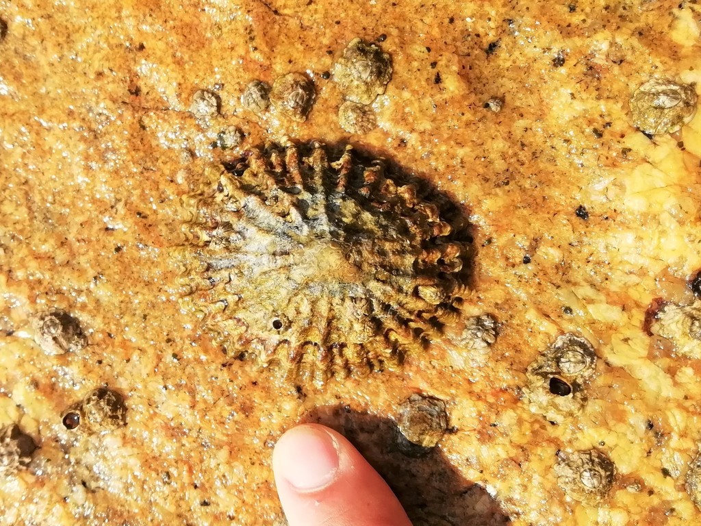Patelle ferrugineuse