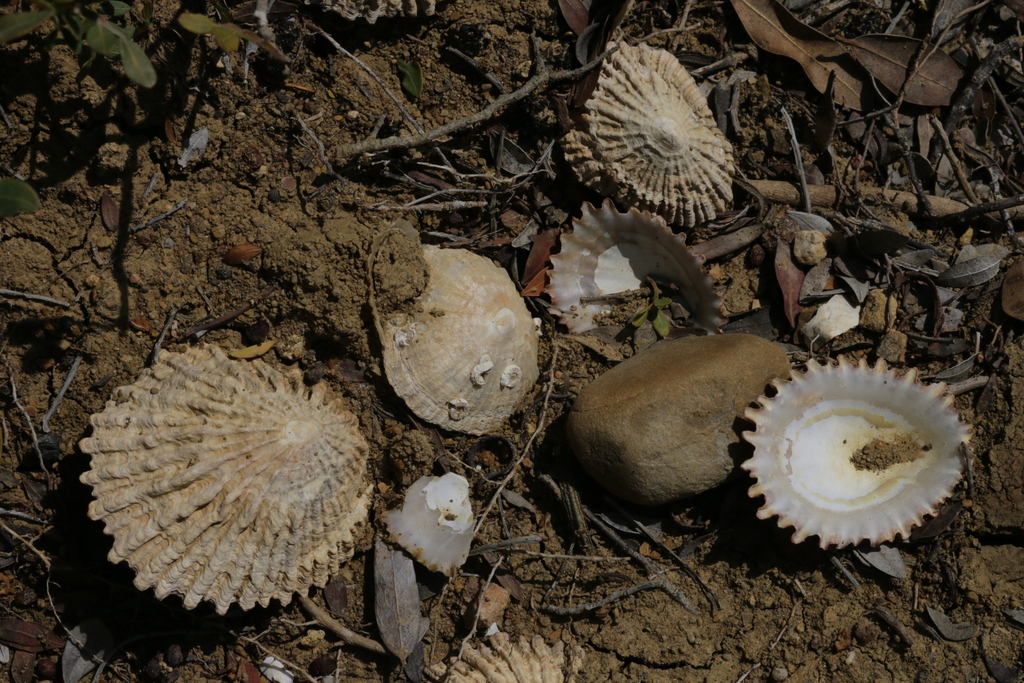 Patelle ferrugineuse