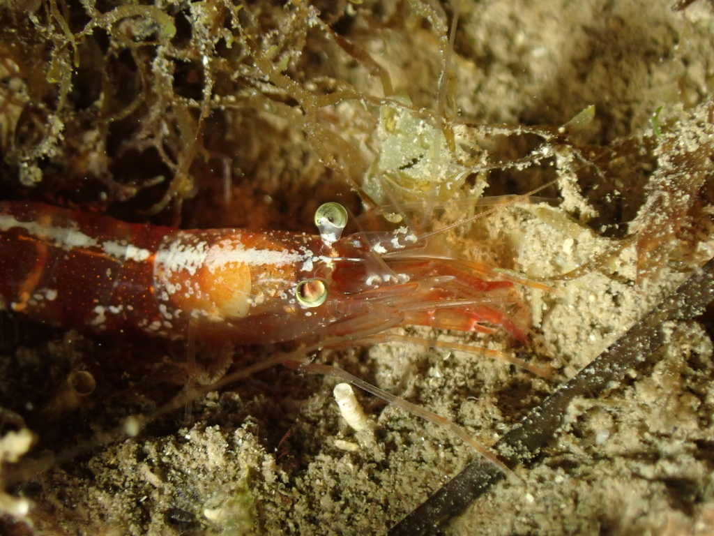 Nika Shrimp