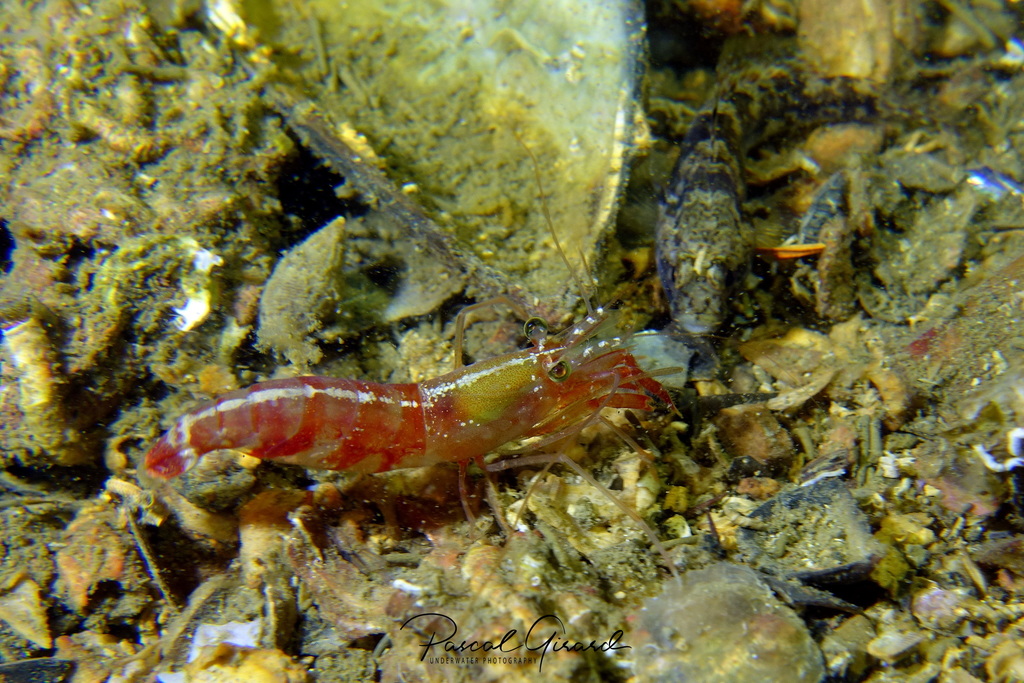Nika Shrimp