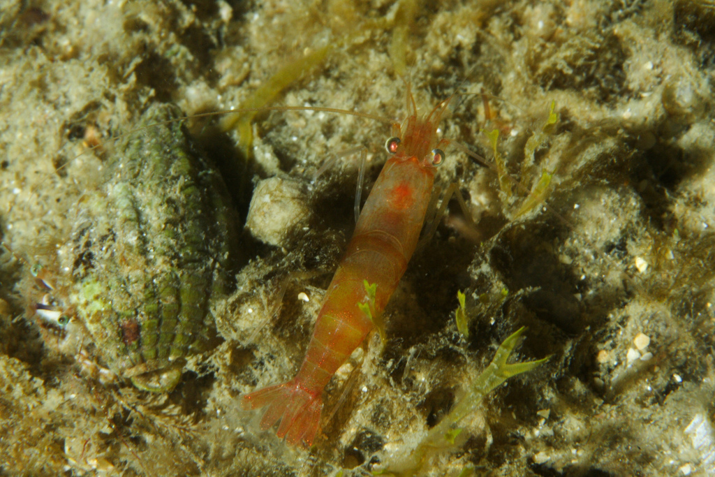 Nika Shrimp