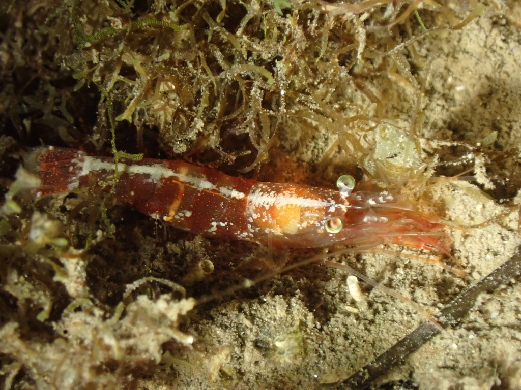 Nika shrimp