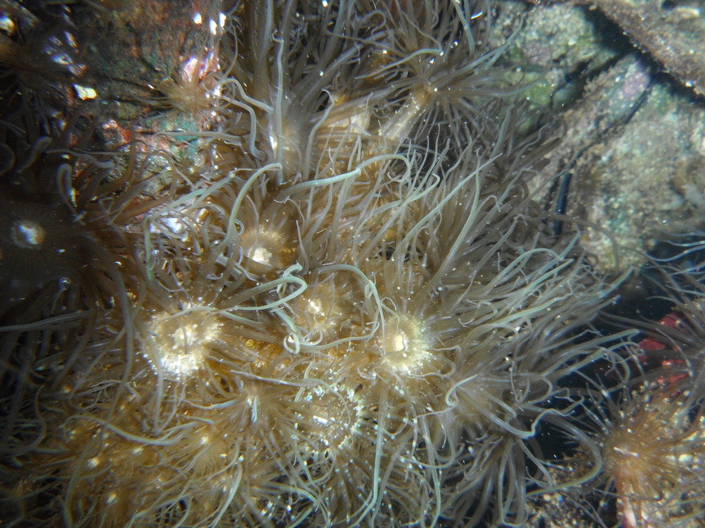 Pale Anemone
