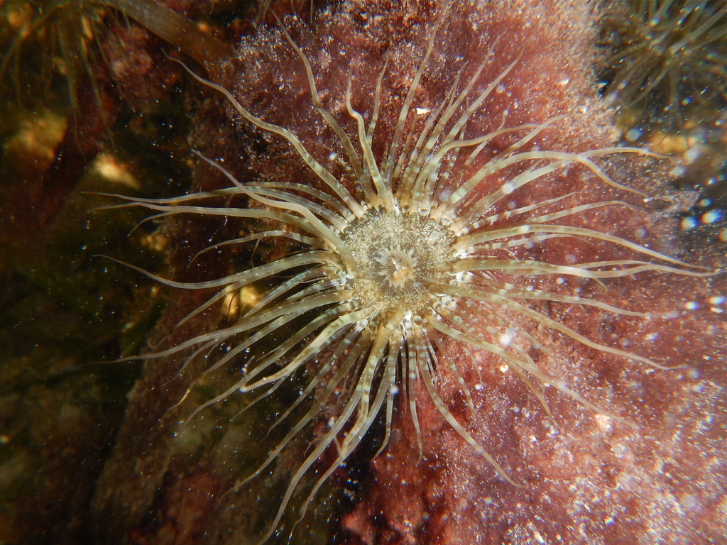 Aiptasie diaphane