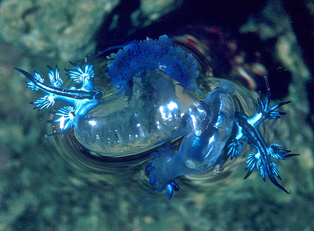 Sea Swallow