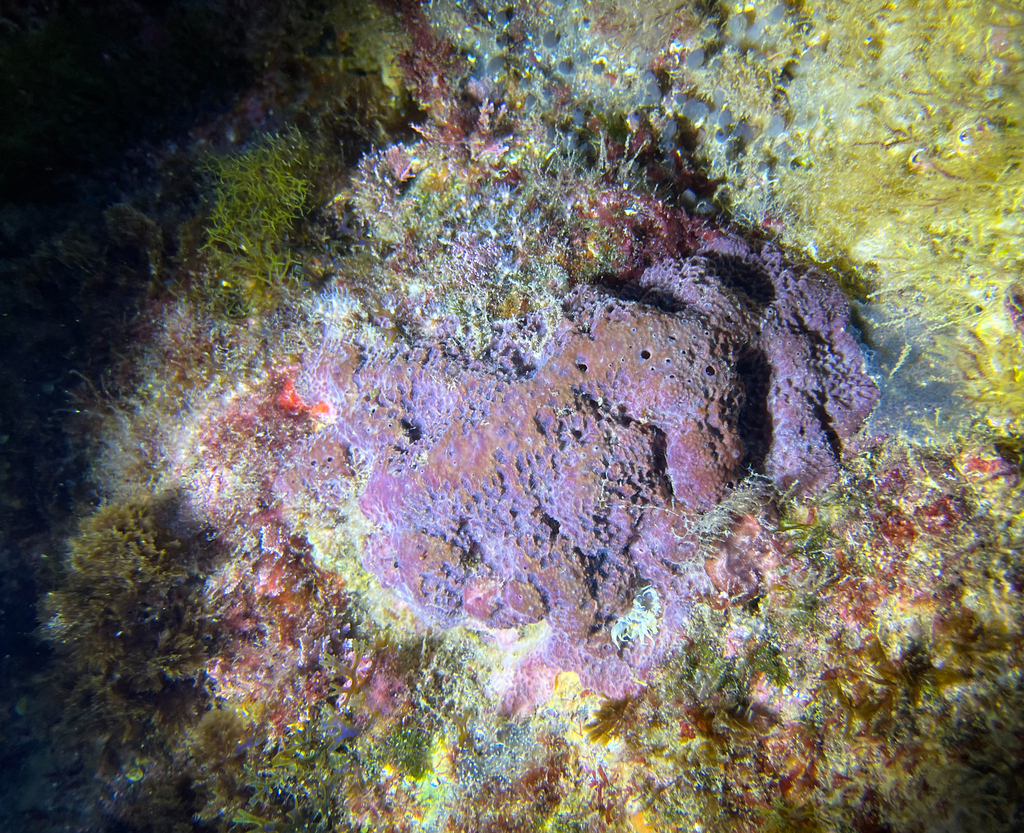 Stinker Sponge