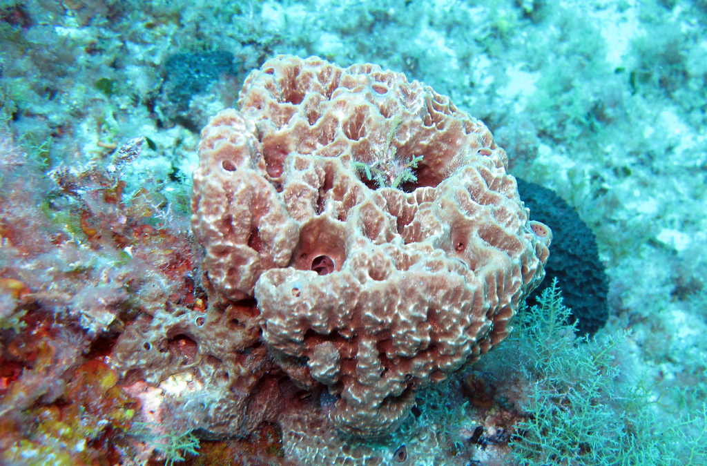 Stinker Sponge