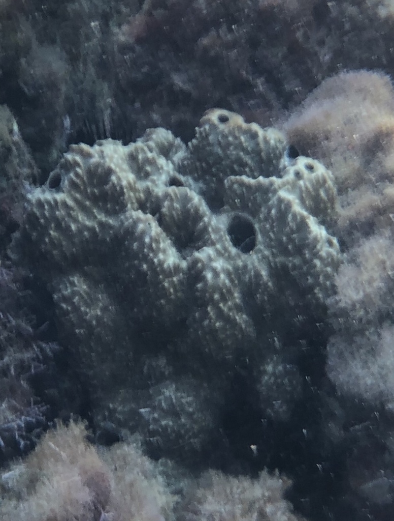 Stinker Sponge