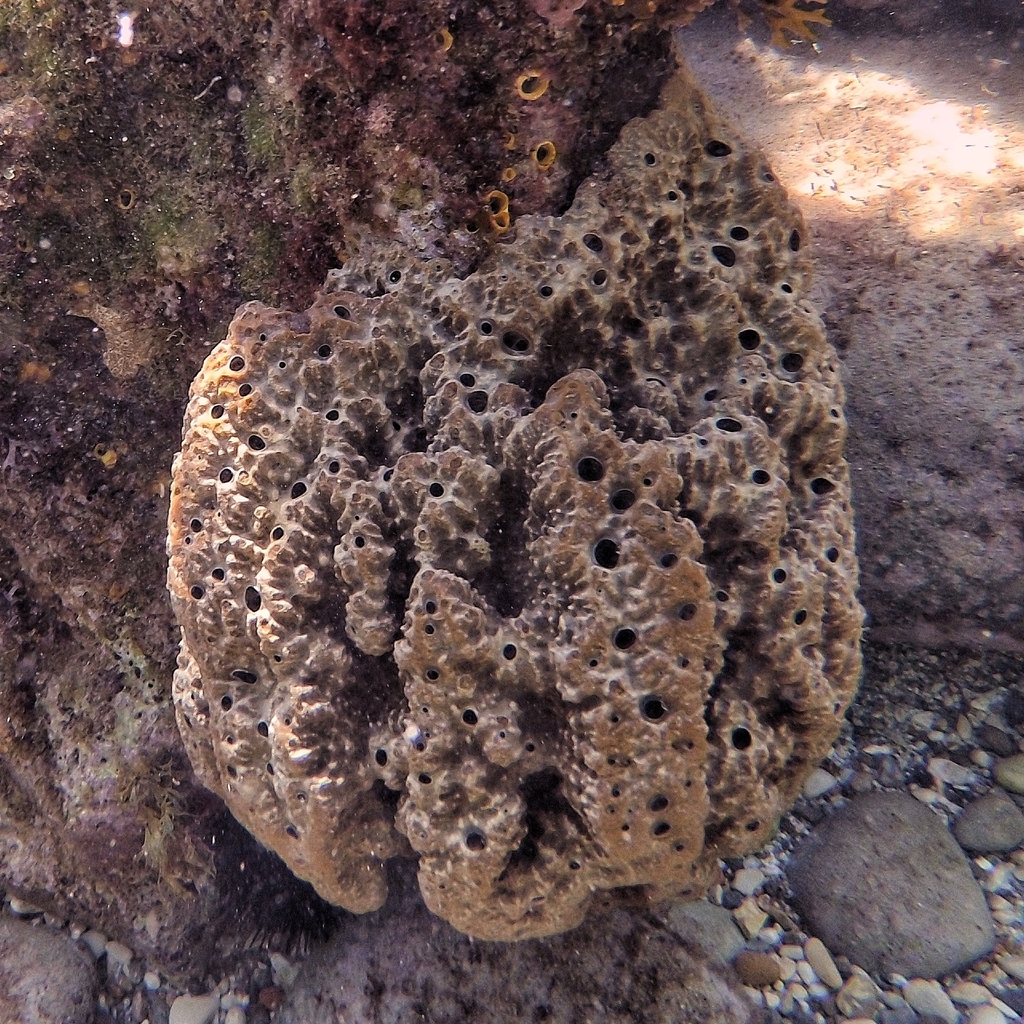 Stinker Sponge