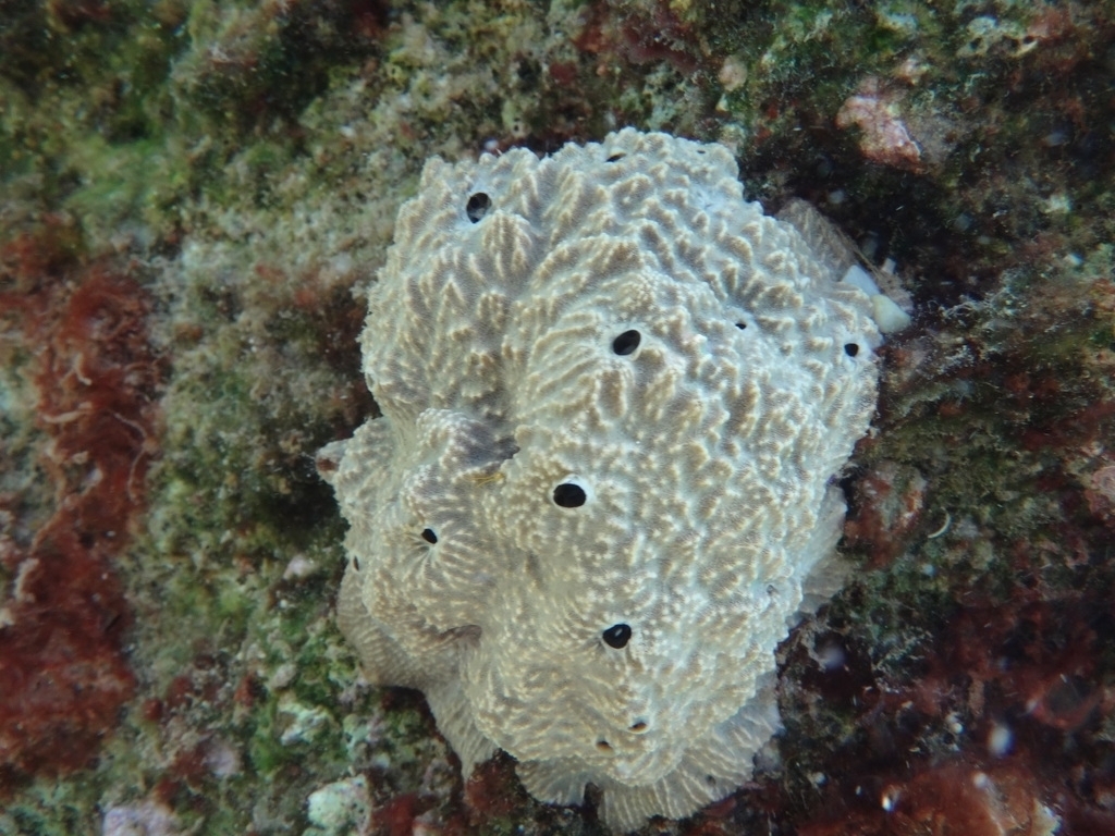 Stinker Sponge