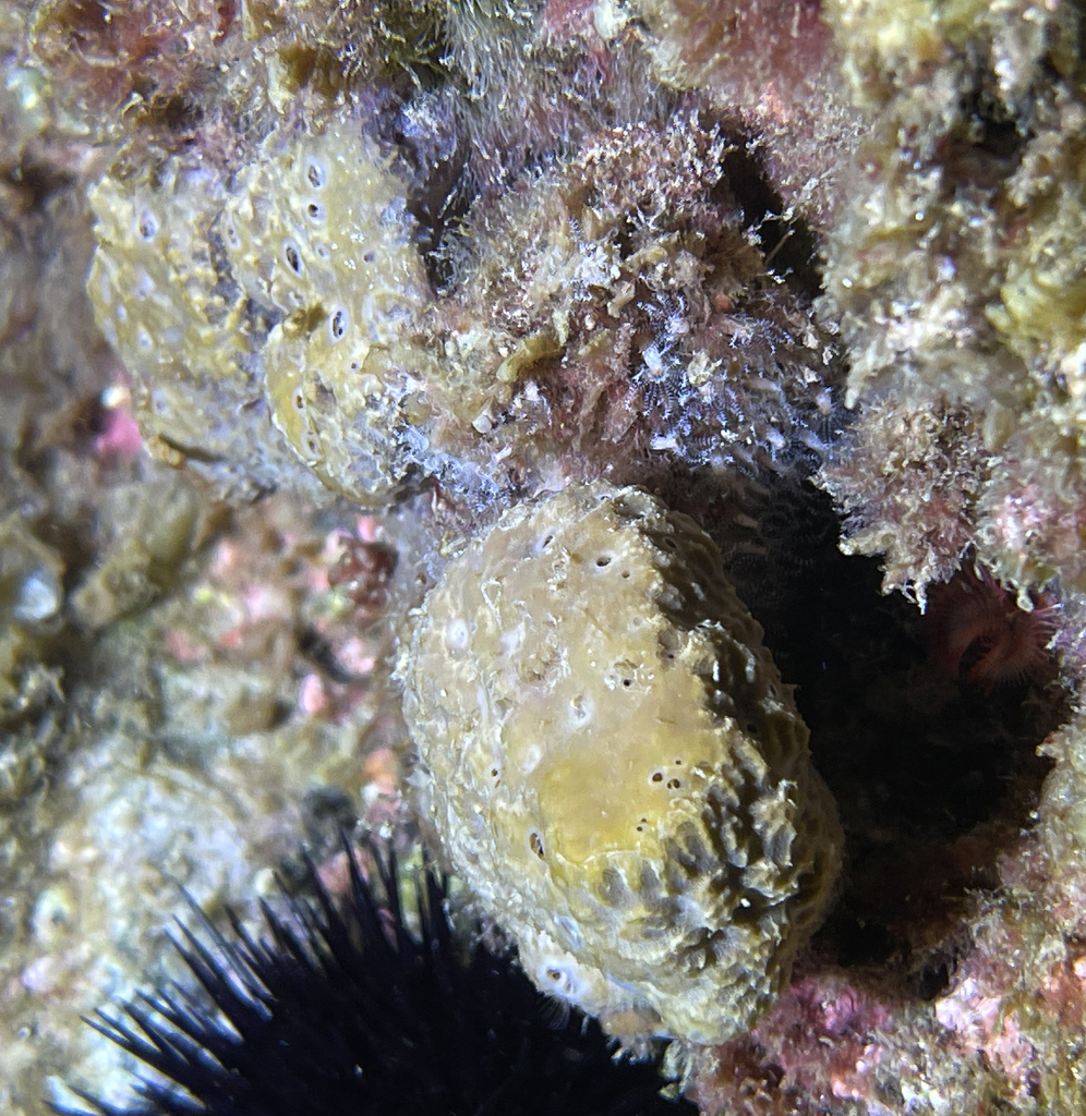 Stinker Sponge