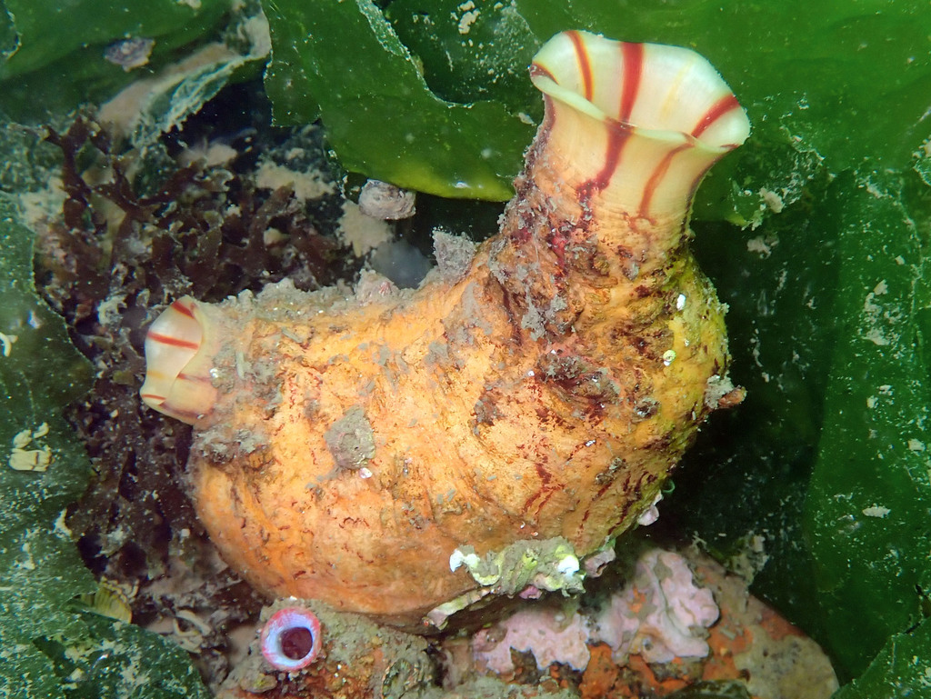 Grooved Sea Squirt