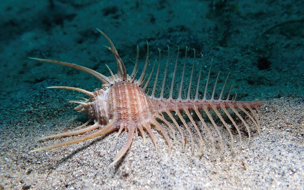 Venus' Comb Murex
