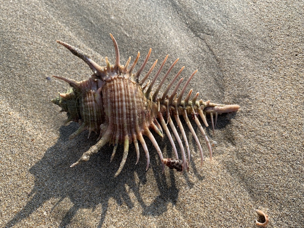 Venus' Comb Murex