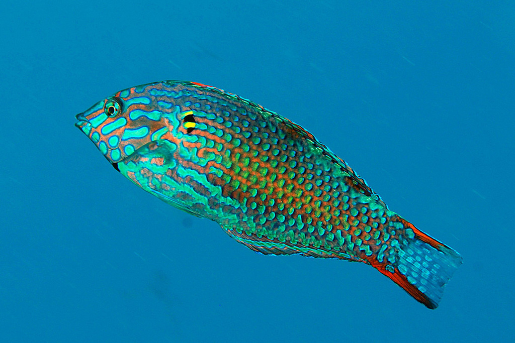 Leopard Wrasse