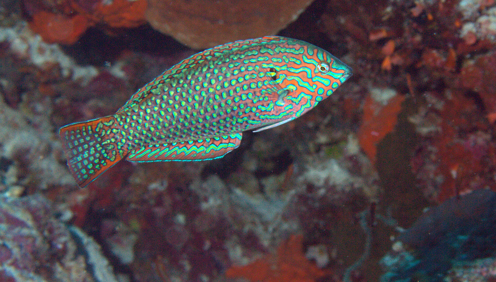 Labre léopard