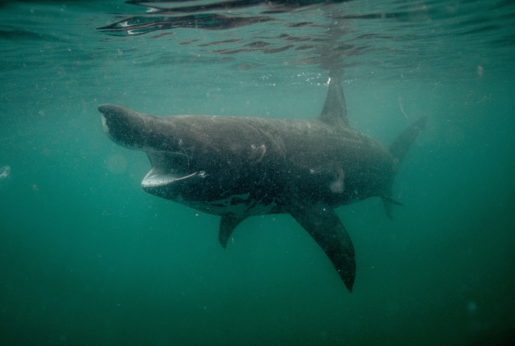 Requin pèlerin