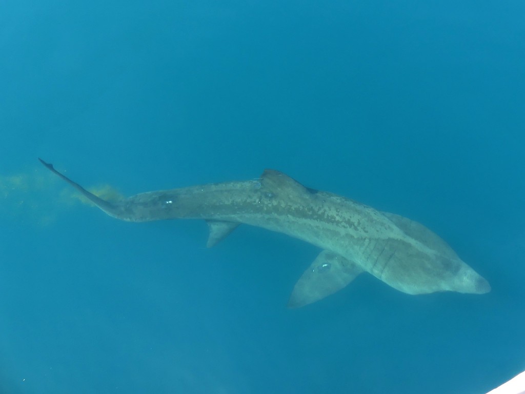 Requin pèlerin