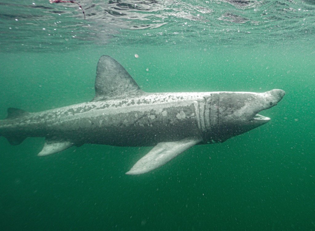Basking Shark