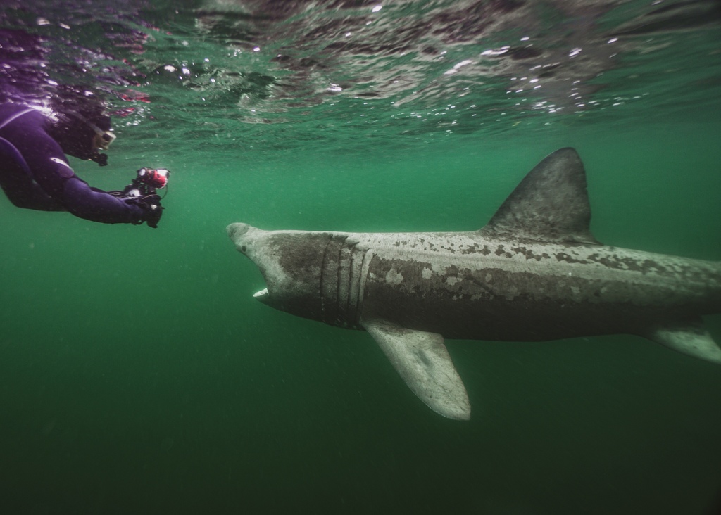 Requin pèlerin