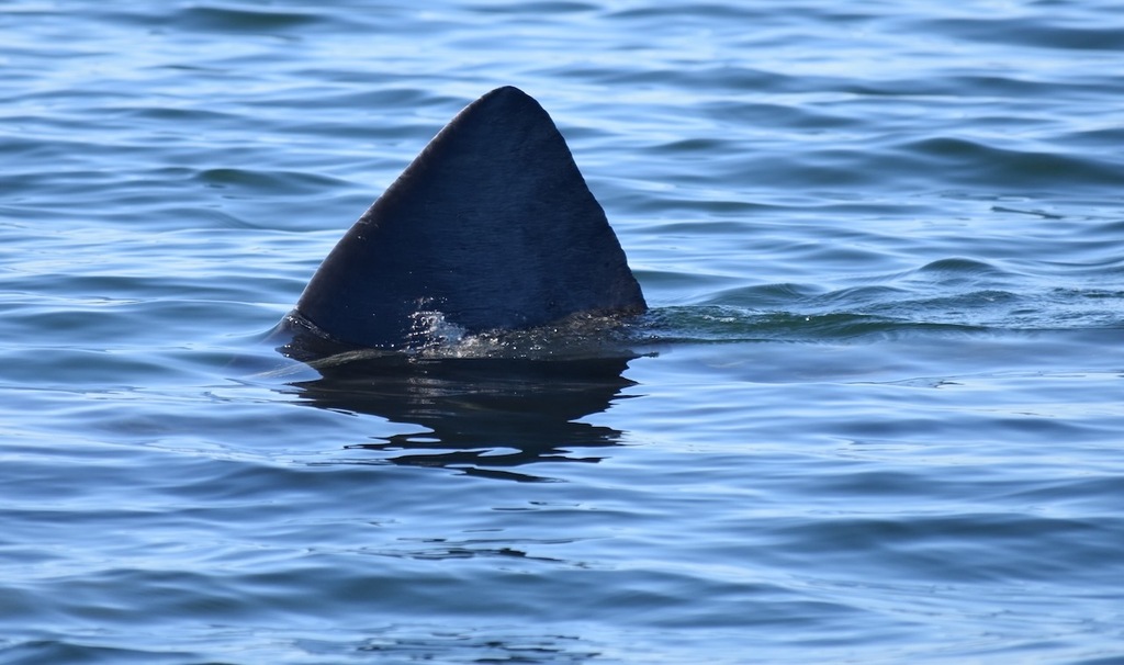 Requin pèlerin