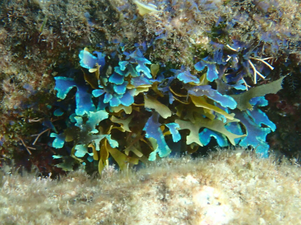 Forded Sea Tumbleweed