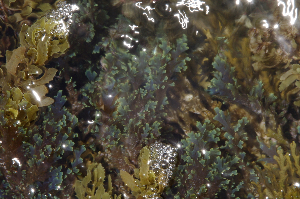Forded sea tumbleweed