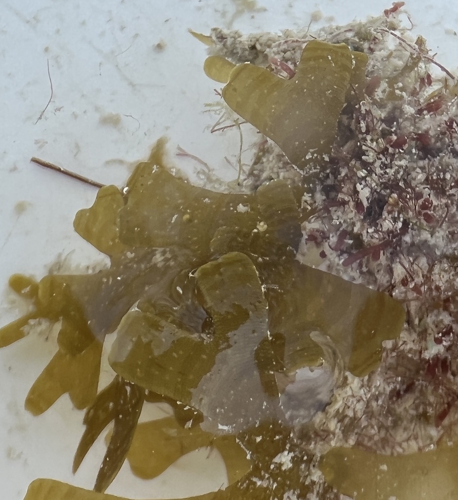 Forded Sea Tumbleweed