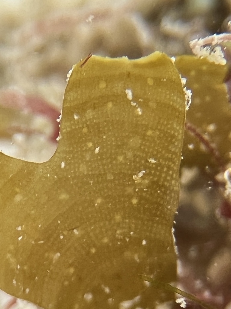 Forded Sea Tumbleweed