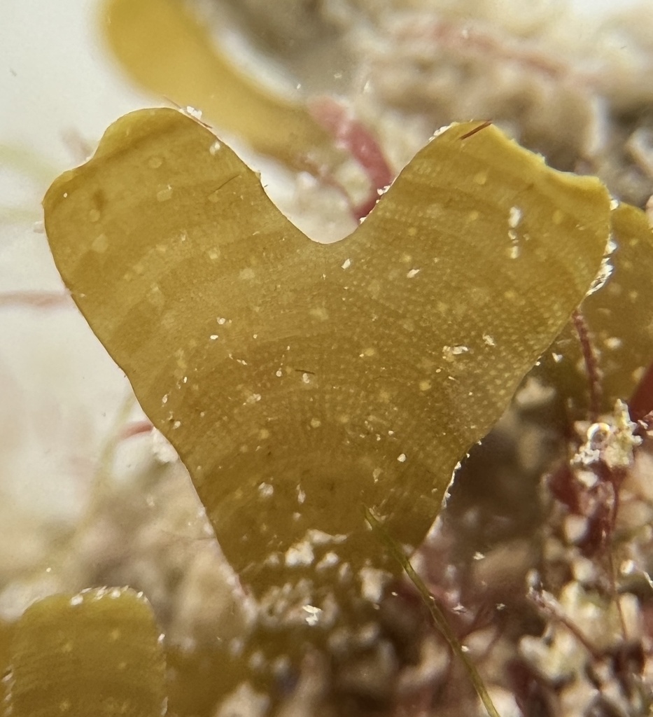 Forded Sea Tumbleweed