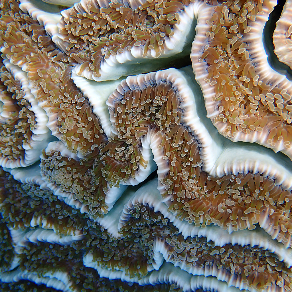 Hammer Coral