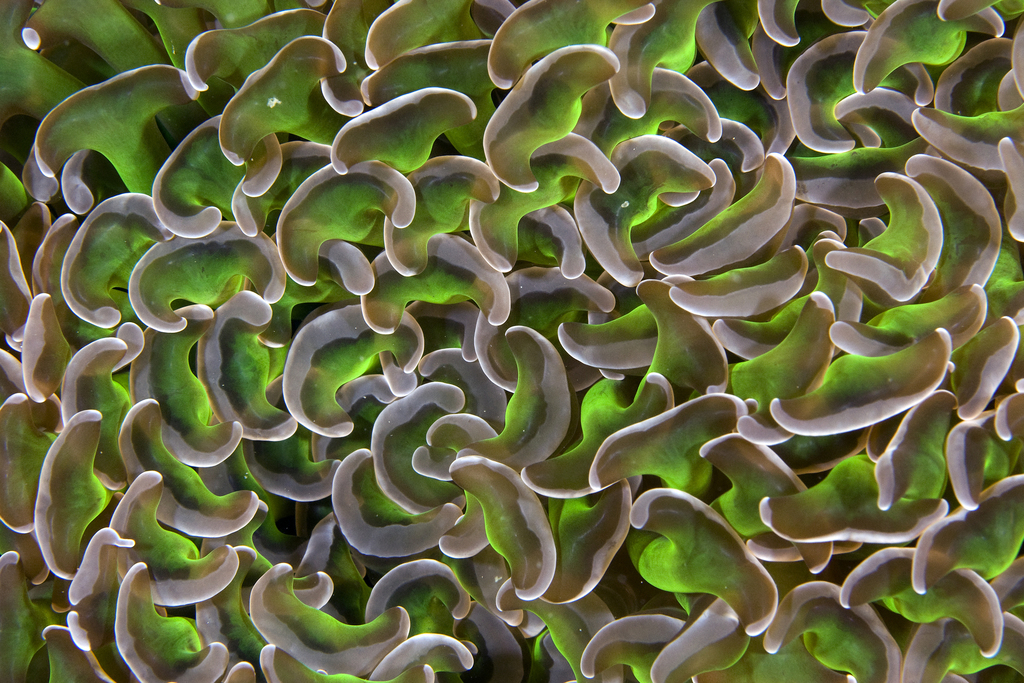 Hammer Coral