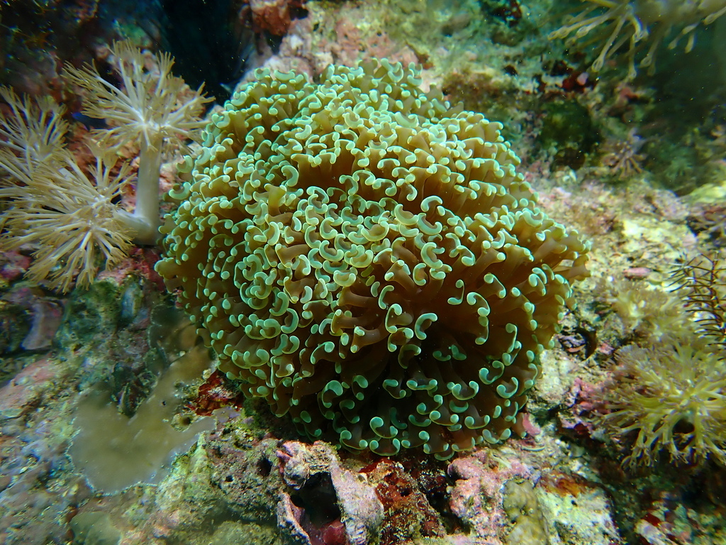 Hammer Coral