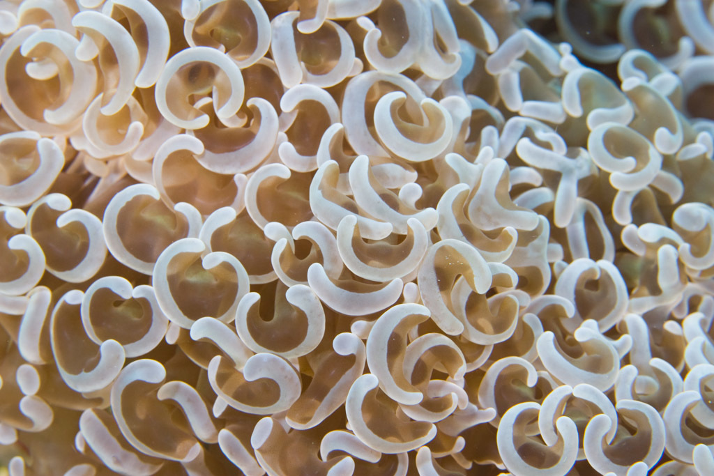 Hammer Coral