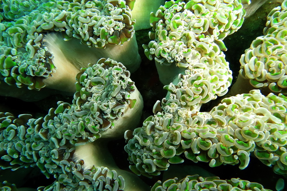 Hammer Coral