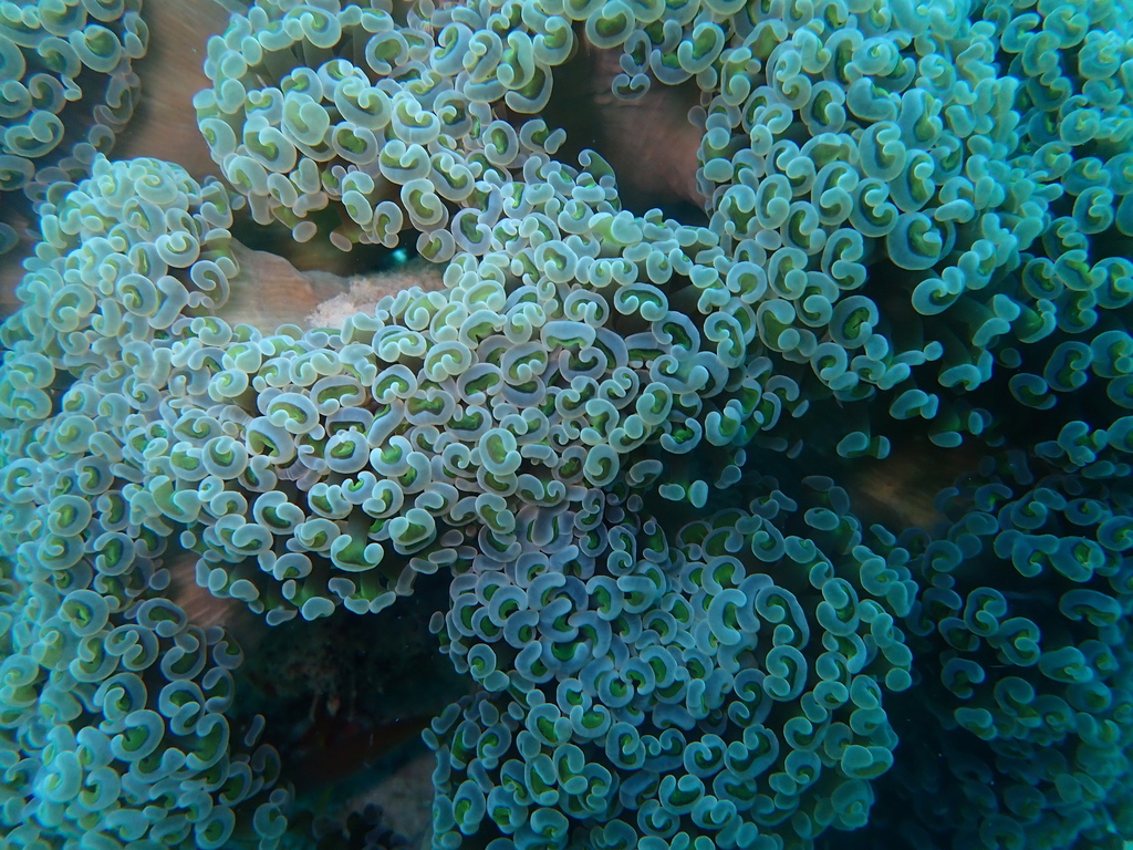 Hammer Coral