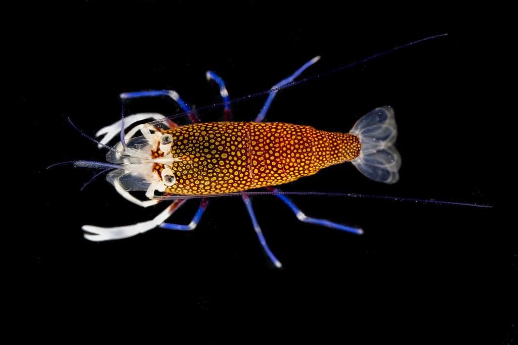 Spotted Bumblebee Shrimp